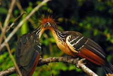 Ecuador-Amazon-La Selva Jungle Lodge